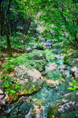 初夏の新緑が美しい渓流の風景