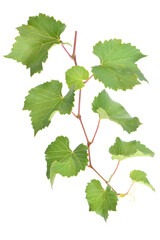 Green leaves grape