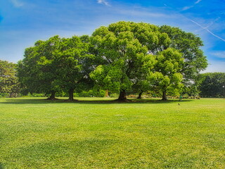 日本の初夏、新緑が美しい公園の風景