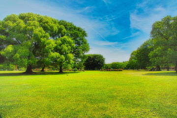 日本の初夏、新緑が美しい公園の風景