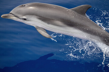 Striped dolphin stenella while jumping