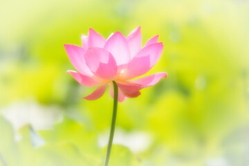 Fototapeta premium 日本の初夏・蓮のクローズアップ写真