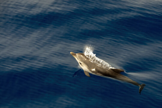 Striped Dolphin Stenella While Jumping