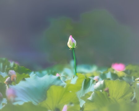 ピンク 花 庭 美しい 夏 紫 葉 赤 日本 満開 Images Browse 1 Stock Photos Vectors And Video Adobe Stock