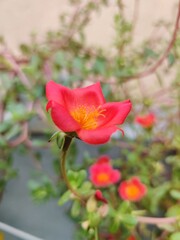 red rose in garden