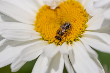Macro close up of a hover fly gathering pollen from a flower.