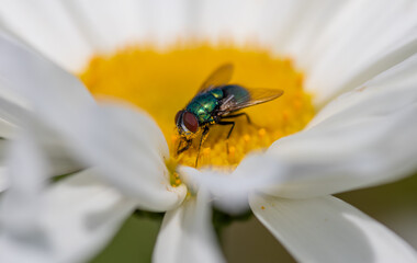 A macro close up of a plant fly gathering pollen on a flower.
