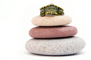 zen stones and turtle isolated on white