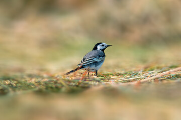 a white wagtail searches for insects in a freshly plowed field