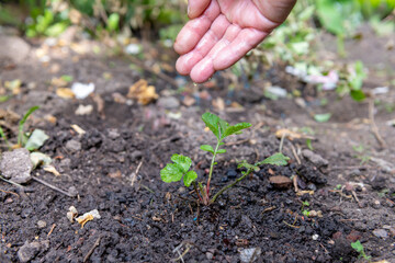 A person hand watering a recently planted sapling.