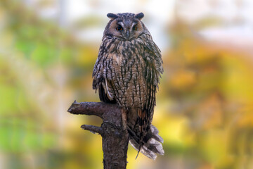 a long-eared owl sits on an old tree trunk