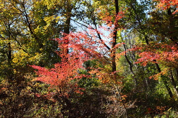 森の紅葉