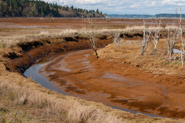 Stream bend in mud in the Billy Frank Jr. Nisqually National Wildlife Refuge, WA, USA
