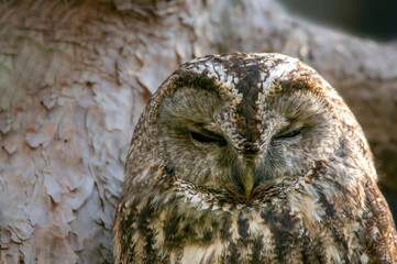 a head portrait of a tawny owl