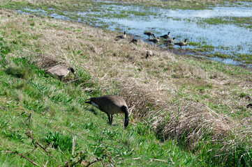 Canada Geese looking for food in grass in the Billy Frank Jr. Nisqually National Wildlife Refuge, WA, USA