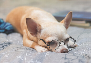 sleepy brown Chihuahua dog wearing eye glasses lying down on  bed with blue scarf and books.