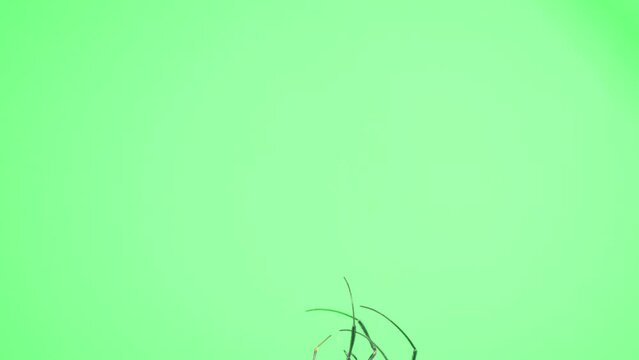 糸を頼りに上へと登っていくオオジョロウグモ