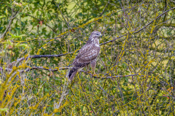 a Buzzard sits on a branch of a tree