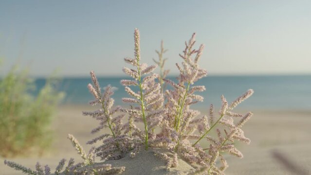 Tamarix a species of flowering plant of the Tamaric family sways in the wind on the seashore