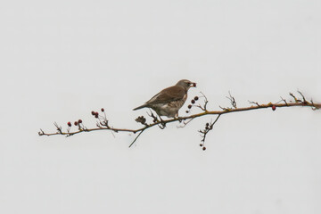 a fieldfare sitting on a branch