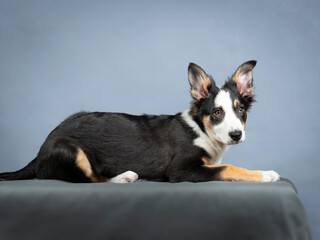 border collie puppy lying in a photography studio
