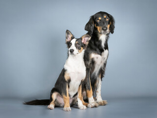 Gordon setter and border collie sitting in a photography studio