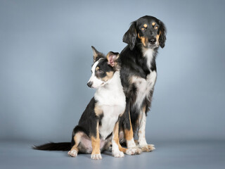 Gordon setter and border collie sitting in a photography studio