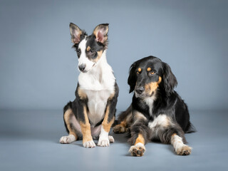 Gordon setter and border collie lying and sitting in a photography studio