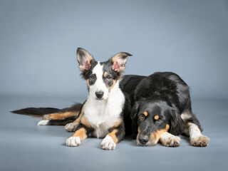 Gordon setter and border collie lying and sitting in a photography studio