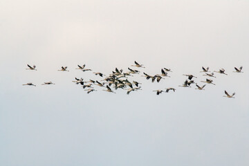 several cranes fly in the sky