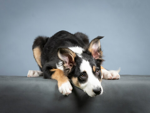 Border collie puppy lying in a photography 