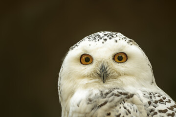 a head portrait of a snowy owl
