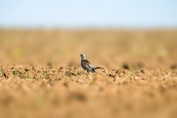 a Fieldfare searches for food in a freshly plowed field