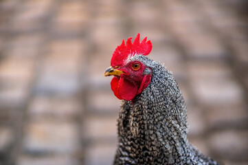 a domestic fowl rooster on a chicken yard