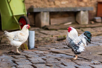 a domestic fowl rooster and chicken