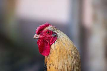 a domestic fowl rooster on a chicken yard