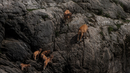 Mountain goats on the mountain.