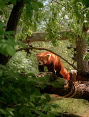 Obraz premium red panda in the forest
