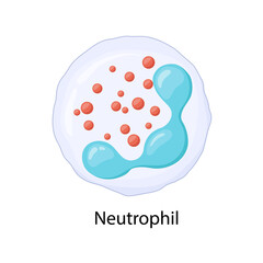 Neutrophil, leukocyte, vector illustration.