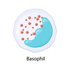 Basophil, leukocyte, vector illustration.