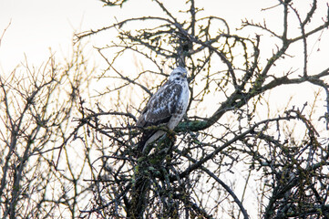 a Buzzard sits on a branch of a tree