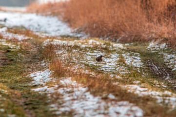 a Fieldfare searches for food in a snowy field