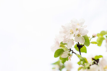 Floral background. Beautiful spring apple tree flowers on white. Copy space. Soft selective focus.