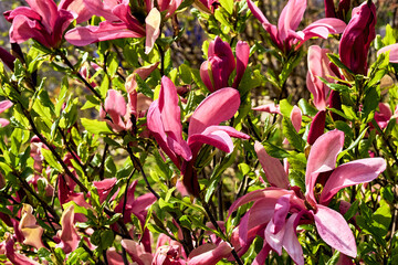 Wonderful thickets of magnolia with bright pink flowers on a sunny day