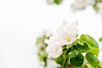 Floral background. Beautiful spring apple tree flowers on white. Copy space. Soft selective focus.