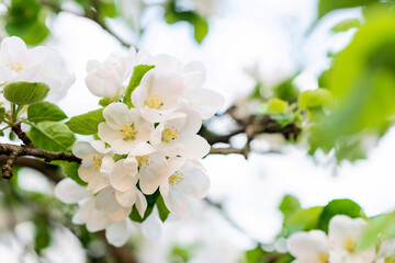 Floral background. Beautiful apple blossoms on a tree in spring. Soft selective focus.