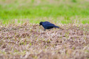 a common raven is looking for food in a field