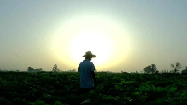 Young farmer, early morning young farmer working in the fields, early morning farmer working in the fields, young farmer working in the field in morning time, Farmers and farming concept
