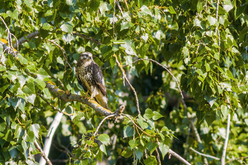 a Buzzard sits on a branch of a tree