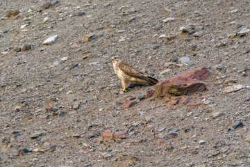 a buzzard sits on a mountain and looks for prey